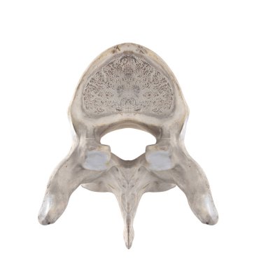 T5 Torasik vertebra beyaz üst üstün görünümünde izole