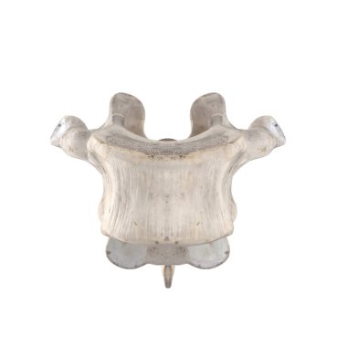 Beyaz ön görünümde izole edilmiş T5 Torasik vertebra