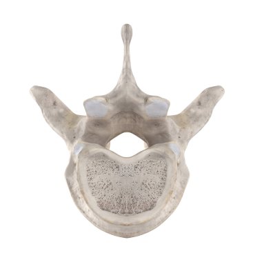 Beyaz alt inferior görünümünde izole Edilmiş T4 Torasik vertebra