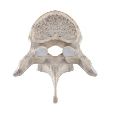 T4 Torasik vertebra beyaz üst üstün görünümünde izole