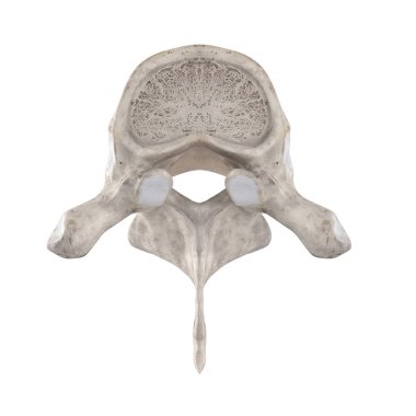 T3 Torasik vertebra beyaz üst üstün görünümünde izole