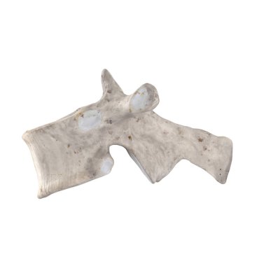 Beyaz sol lateral görünümde izole edilmiş T3 Torasik vertebra
