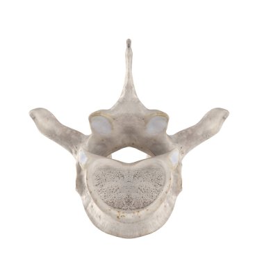 T2 Thoracic vertebra isolated on white bottom inferior view clipart