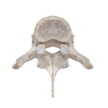 T2 Torasik vertebra beyaz üst üstün görünümünde izole