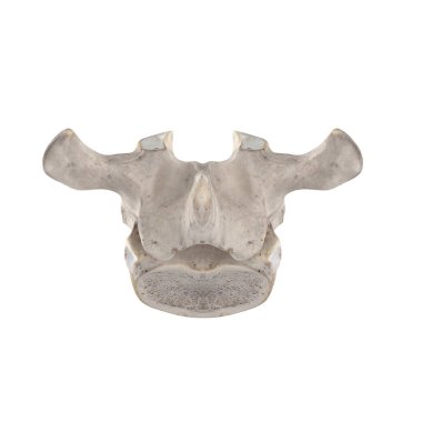 Beyaz posterior görünümde izole edilmiş T1 Torasik vertebra