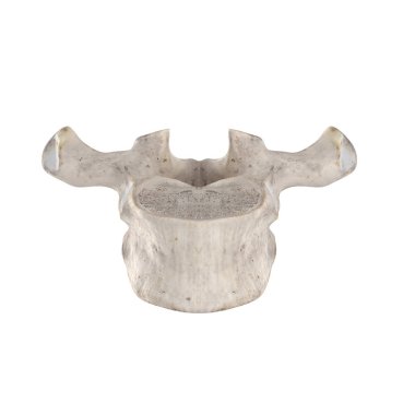T1 Thoracic vertebra  isolated on white anterior view clipart