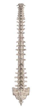 Spine isolated on white left lateral view clipart