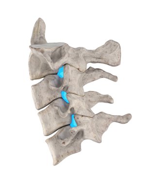 Servikal omurgada intervertebral foramina