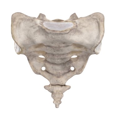 Beyaz ön görünümde izole os sakrum