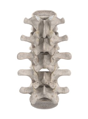 Lumbal spine isolated on white posteriorl view clipart