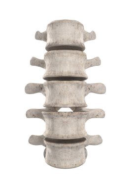 Lumbal spine isolated on white anterior view clipart
