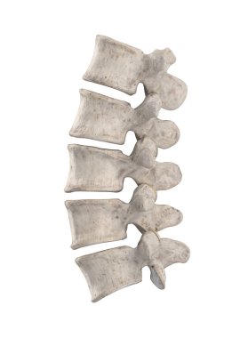Lumbal spine isolated on white left lateral view clipart