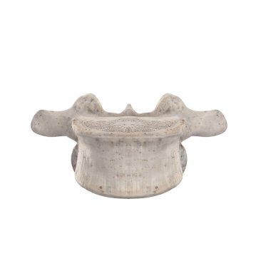 L5 Lumbar vertebra  isolated on white anterior view clipart