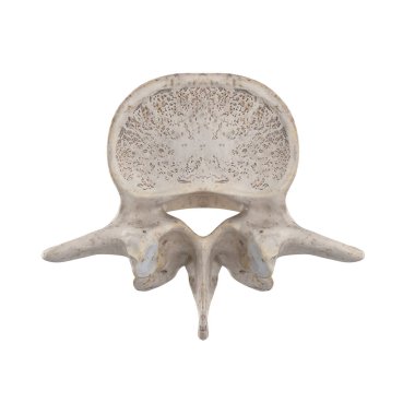 L4 Lomber vertebra beyaz üst üstün görünümünde izole