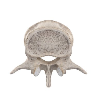L2 Lomber vertebra beyaz üst üstün görünümünde izole
