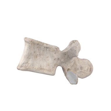 L2 Lumbal vertebra beyaz sol lateral görünüm izole