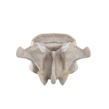Beyaz posterior görünümde izole edilmiş L1 Lomber vertebra