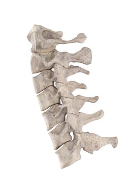 Beyaz lateral görünümde izole servikal omurga