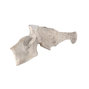 Beyaz sol lateral görünümde izole C7 Servikal vertebra