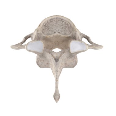 C7 Cervical vertebra isolated on white top superior view clipart