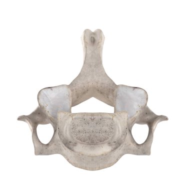 C6 Servikal vertebra beyaz alt inferior görünümünde izole