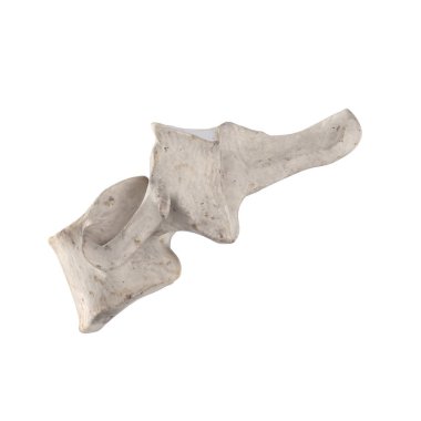 Beyaz sol lateral görünümde izole c6 Servikal vertebra