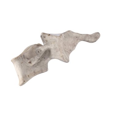 Beyaz sol lateral görünümde izole edilmiş C5 Servikal vertebra
