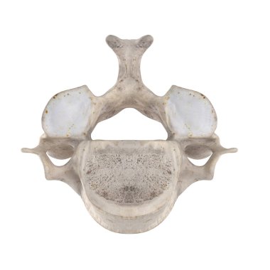 Beyaz alt inferior görünümünde izole C4 Servikal vertebra