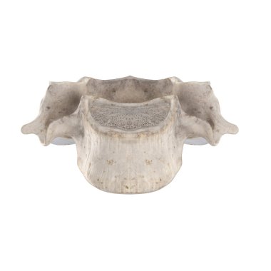 C4 Beyaz ön görünümde izole servikal vertebra