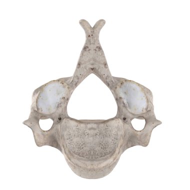 C3 Servikal vertebra beyaz alt inferior görünümünde izole