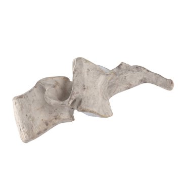 Beyaz sol lateral görünümde izole c3 Servikal vertebra