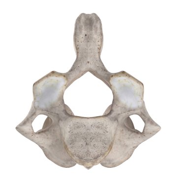 C2 ekseni Beyaz alt alt alt görünümde izole servikal vertebra