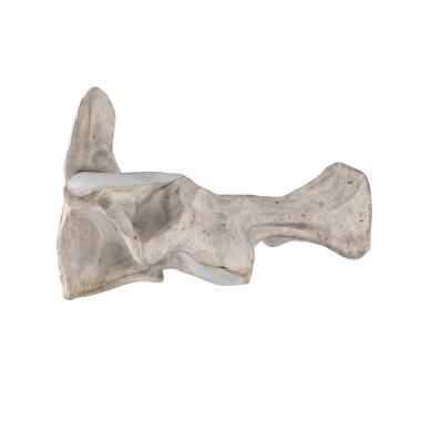 Beyaz sol lateral görünümde izole C2 ekseni Servikal vertebra