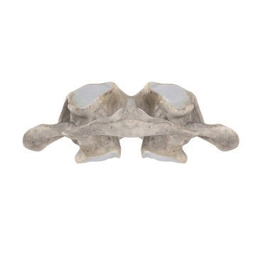 Beyaz posterior görünümde izole C1 atlas servikal vertebra