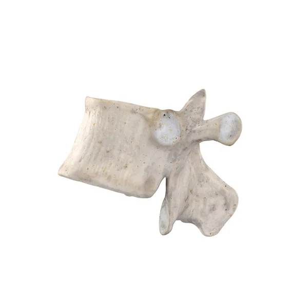 T10 Thoracic Vertebra Isolated White Left Lateral View — Stock Photo, Image