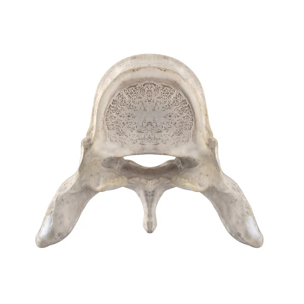 Vertebra Toracica Isolata Sulla Vista Superiore Bianca — Foto Stock