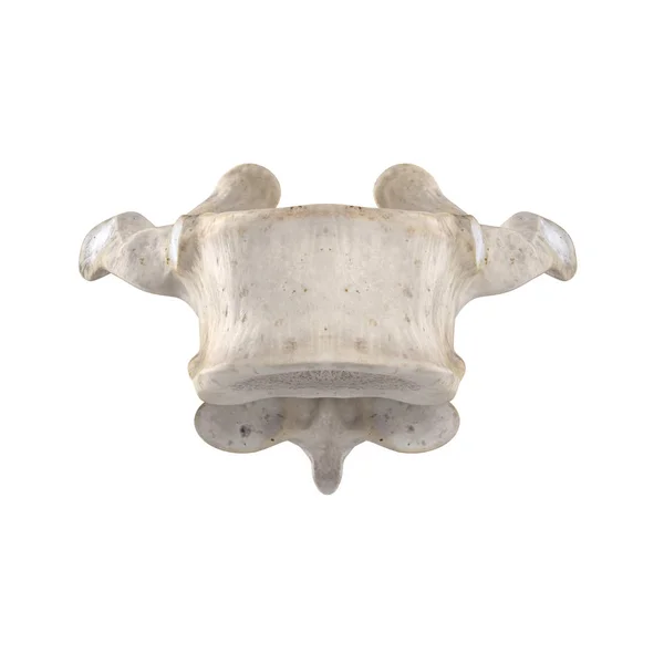 Beyaz Anteriroview Izole Torasik Vertebra — Stok fotoğraf