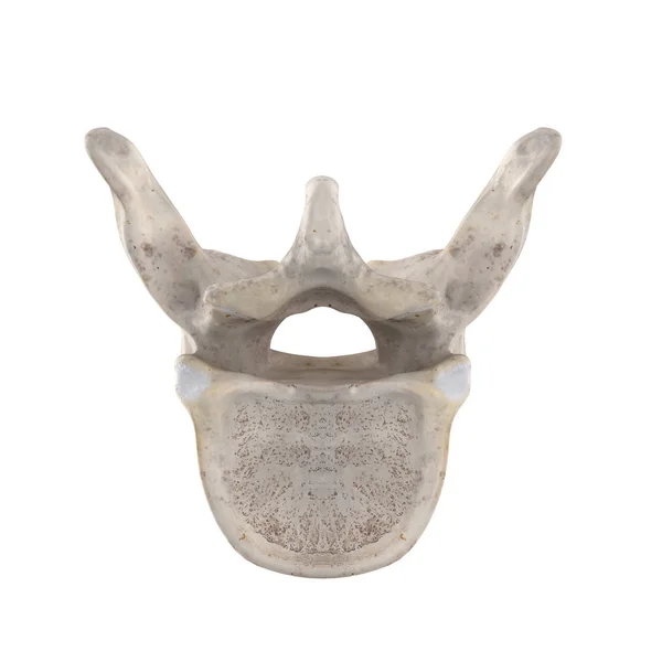 Thoracic Vertebra Isolated White Bottom Inferior View — Stock Photo, Image