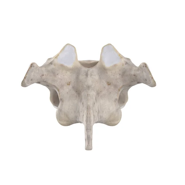 Vertebra Toracica Isolata Sulla Vista Posteriore Bianca — Foto Stock