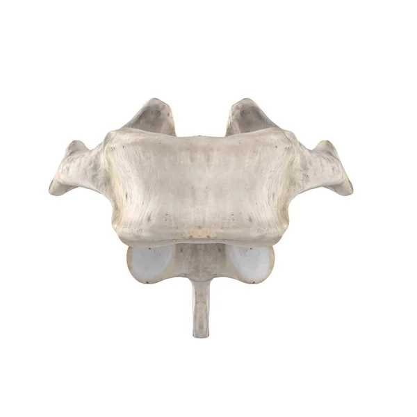 Thoracic Vertebra Isolated White Anterior View — Stock Photo, Image