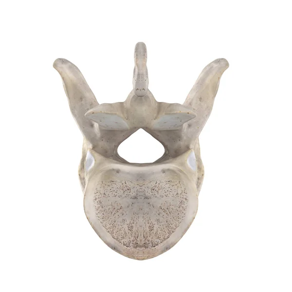 Vertebra Toracica Isolata Fondo Bianco Vista Inferiore — Foto Stock