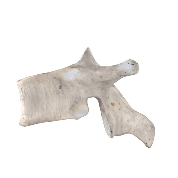 Thoracic Vertebra Isolated White Left Lateral View — Stock Photo, Image