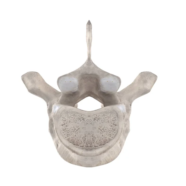 Thoracic Vertebra Isolated White Bottom Inferior View — Stock Photo, Image