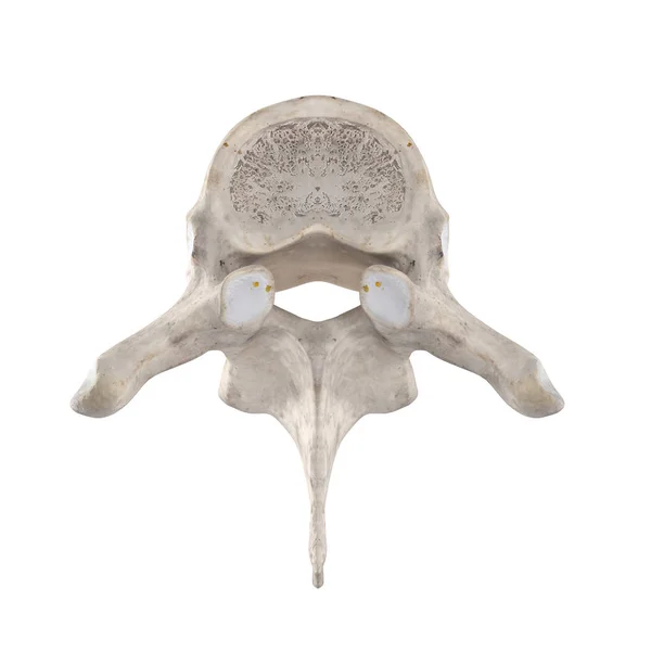 Vértebra Torácica Isolada Vista Superior Superior Branca — Fotografia de Stock