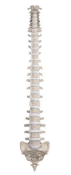 白い前景で隔離された脊椎 — ストック写真