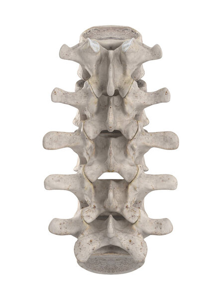 Lumbal spine isolated on white posteriorl view