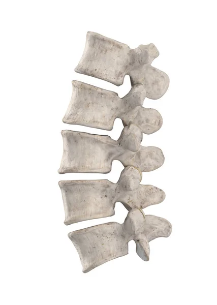 Columna Lumbar Aislada Vista Lateral Izquierda Blanca — Foto de Stock