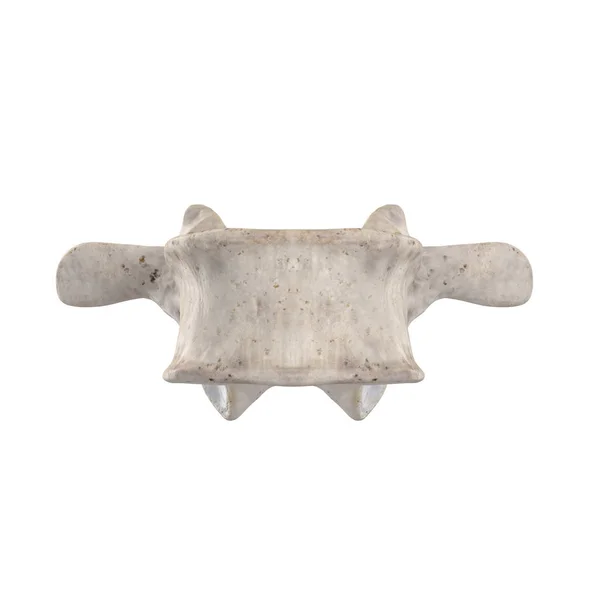 Lumbar Vertebra Isolated White Anterior View — Stock Photo, Image