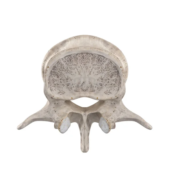 Vértebra Lombar Isolada Vista Superior Superior Superior Branca — Fotografia de Stock