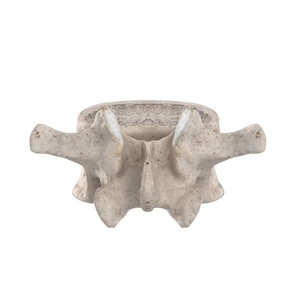 Vértebra Lumbar Aislada Vista Posterior Blanca — Foto de Stock